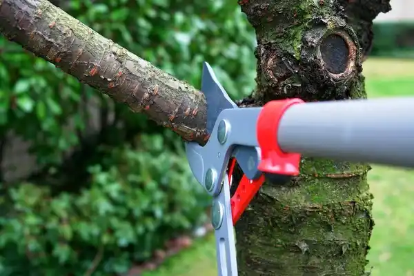 tree services Wounded Knee